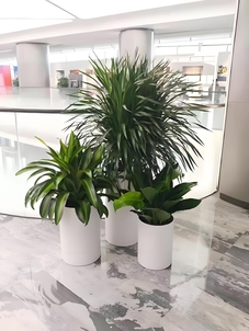 探寻杭州湾绿植租摆，解锁独特的绿色装饰之道><div class=